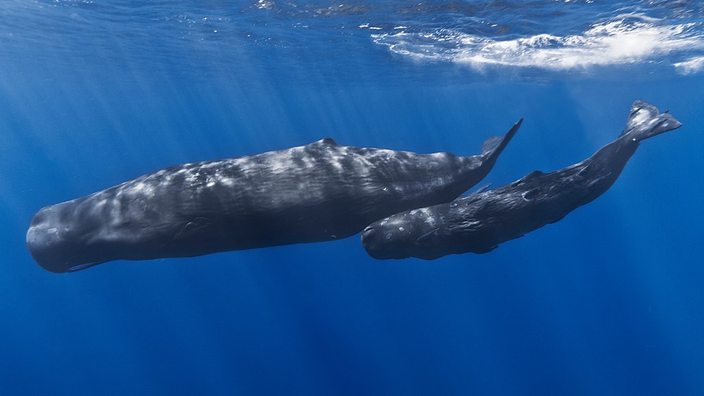 File:Mother and baby sperm whale.jpg