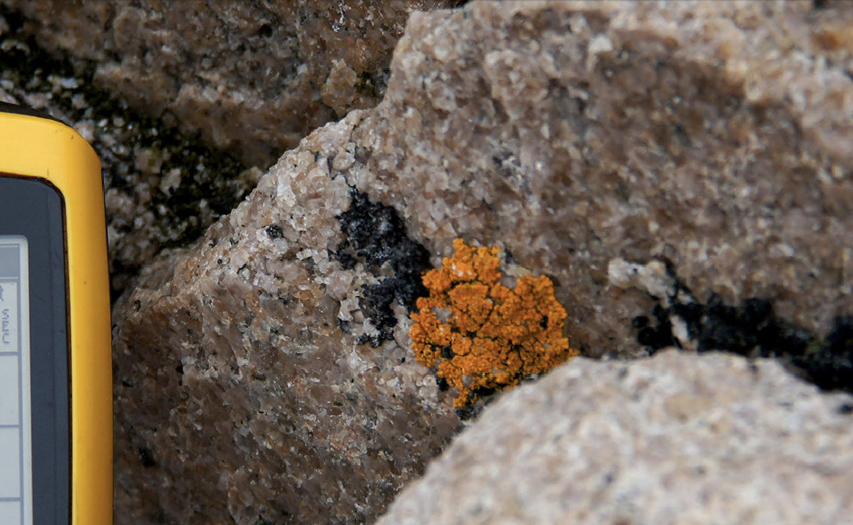 Brownson Island Lichens.jpg