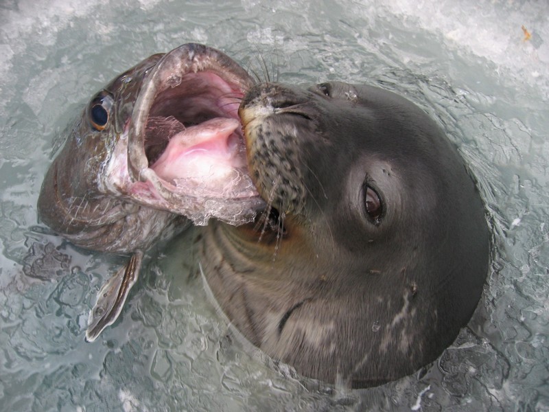 File:Seal-&-toothfish-Jessica-Meir N.jpg