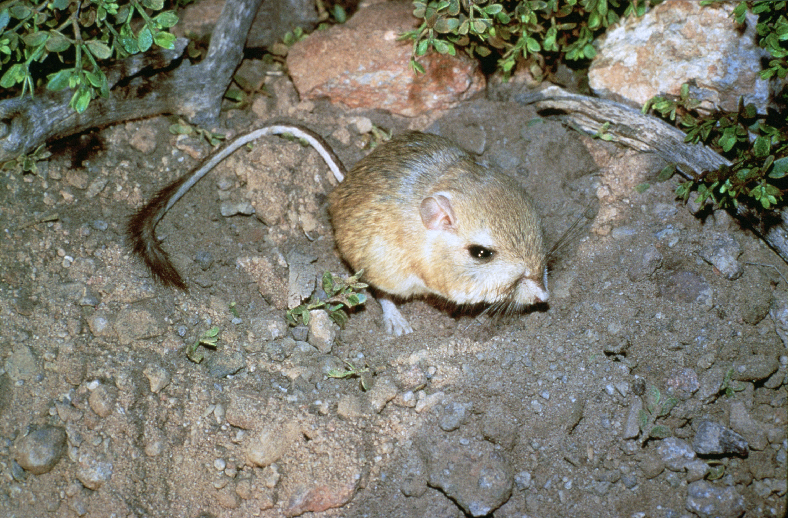 Kangaroo-Rat.jpg