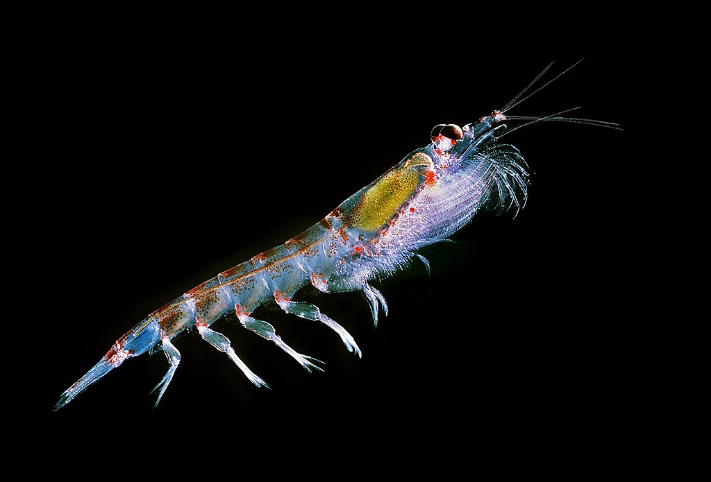 File:Antarctic krill.jpg