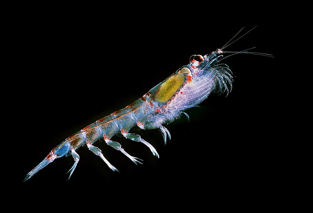 Antarctic krill.jpg