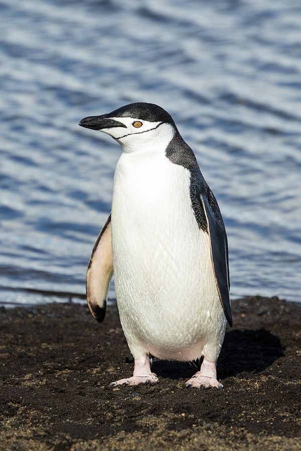 Chinstrap penguin-Deception.jpg