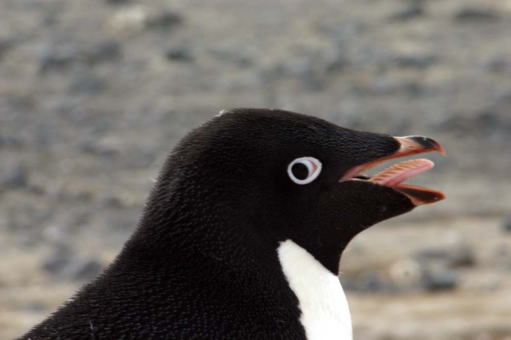 Adeile Penguin-close-OSU.jpg