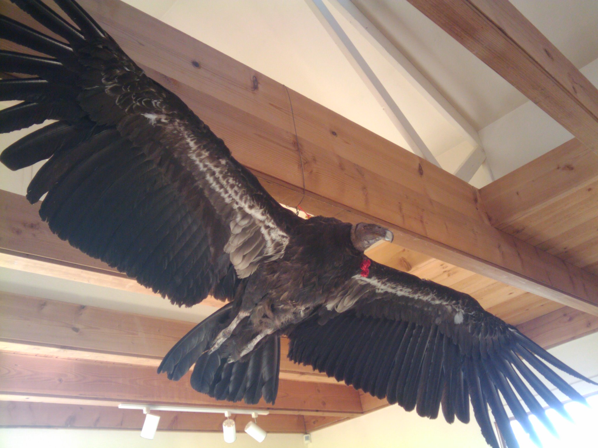 California-Condor.jpg