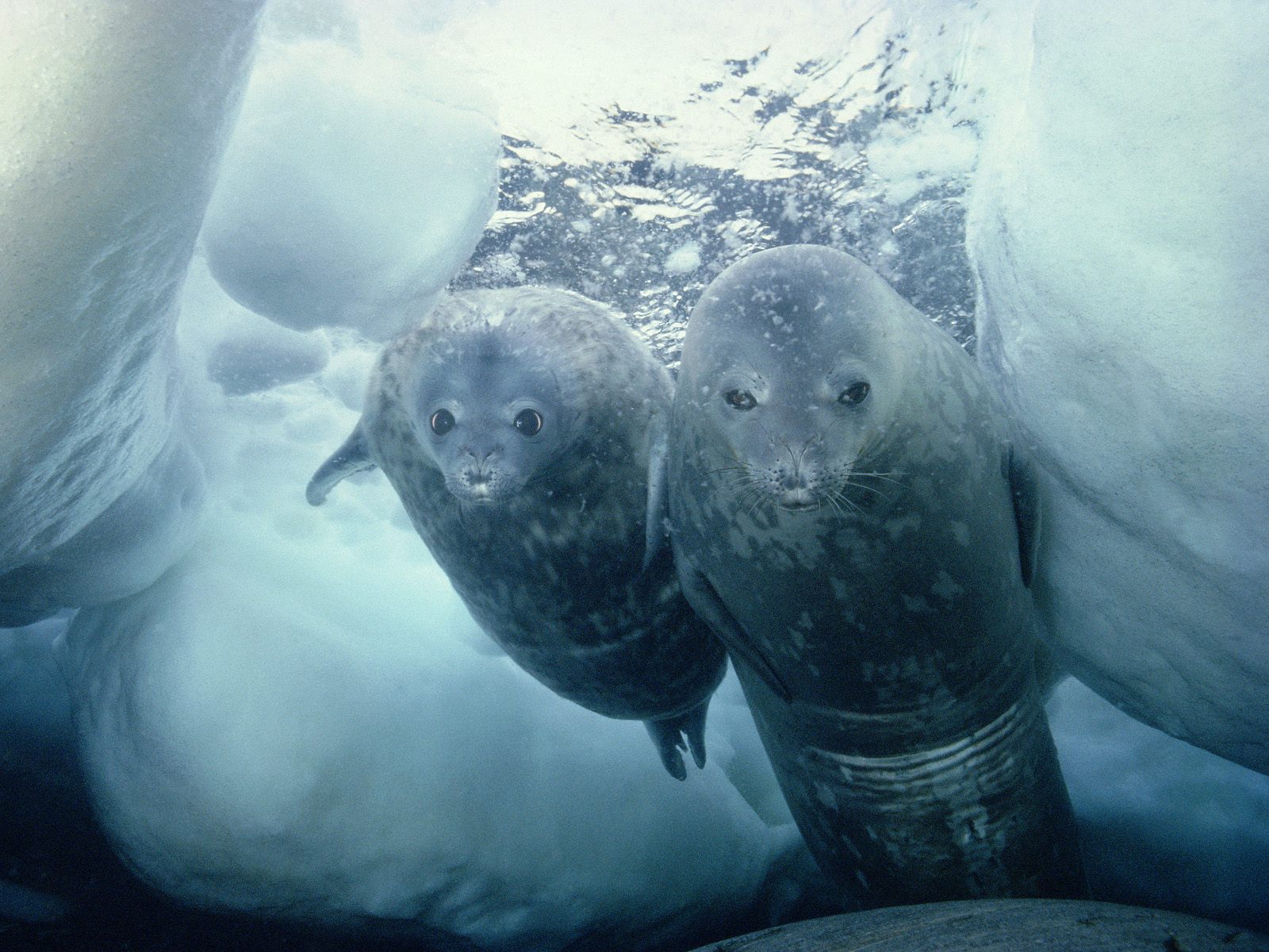 Weddell seals-Diving.jpg