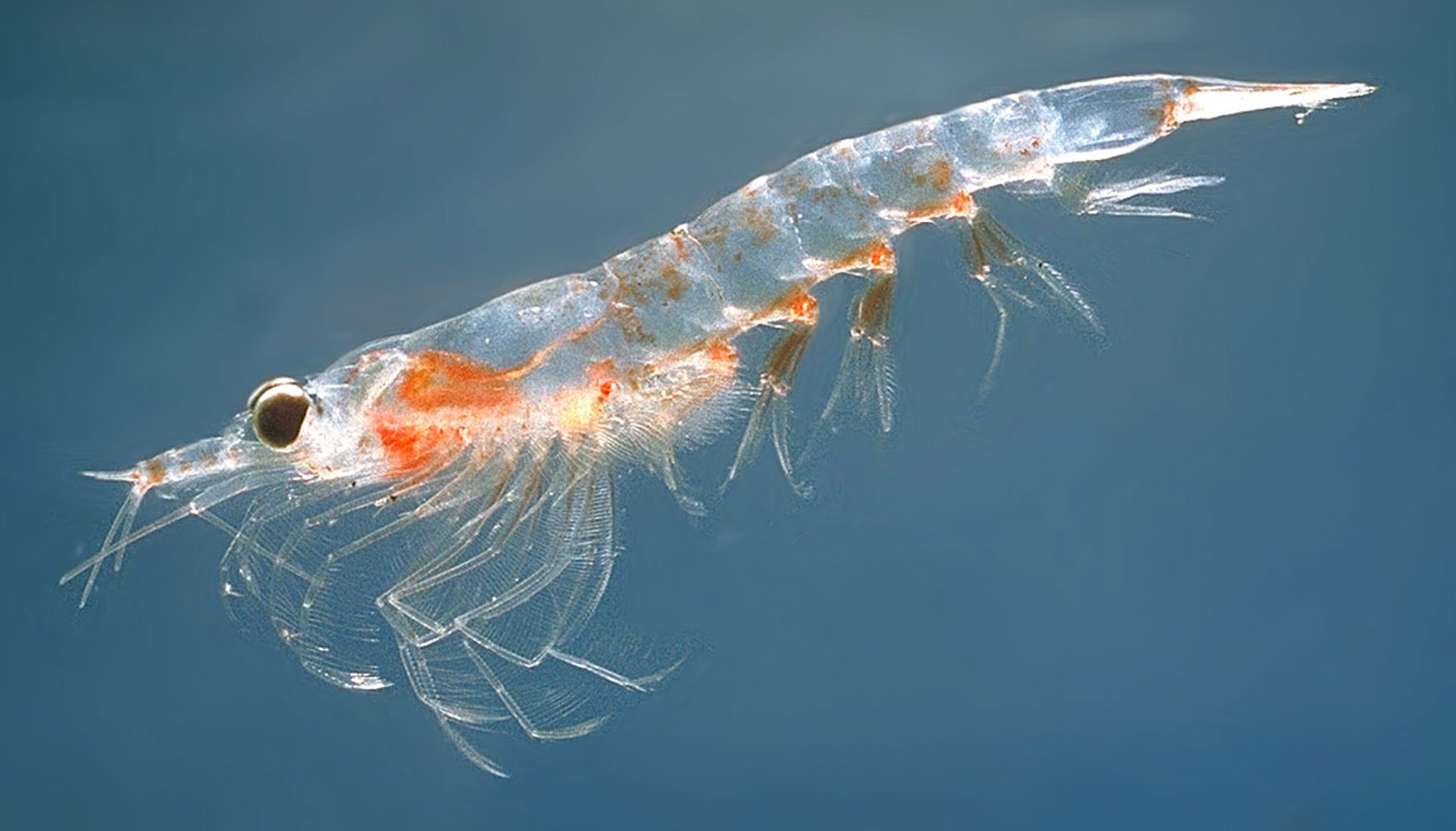 Northern-Krill.jpg