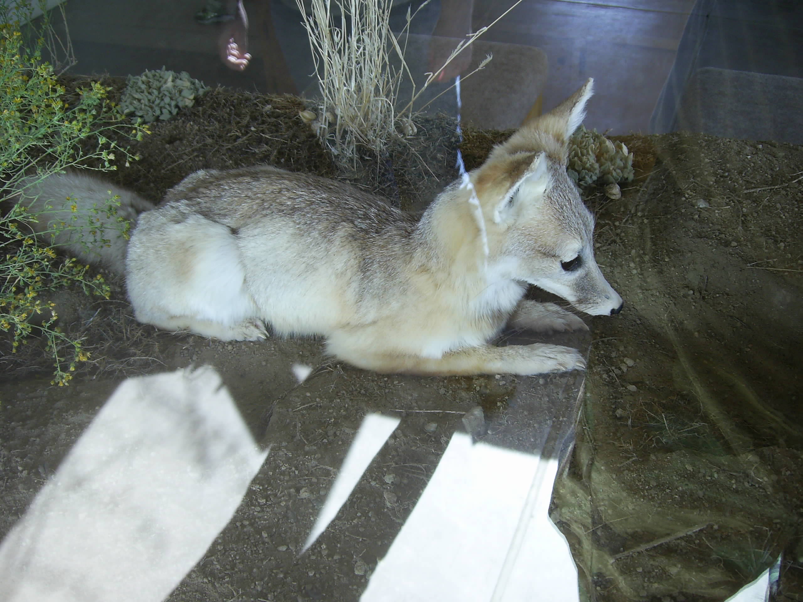 San-Joaquin-Kit-Fox-Den.jpg