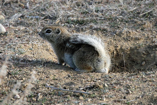 Antelope-Squirrel.jpg