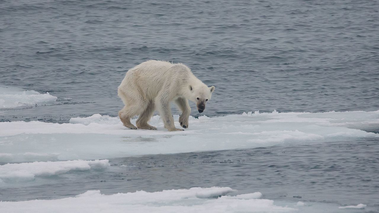 Starving polar bear.jpg