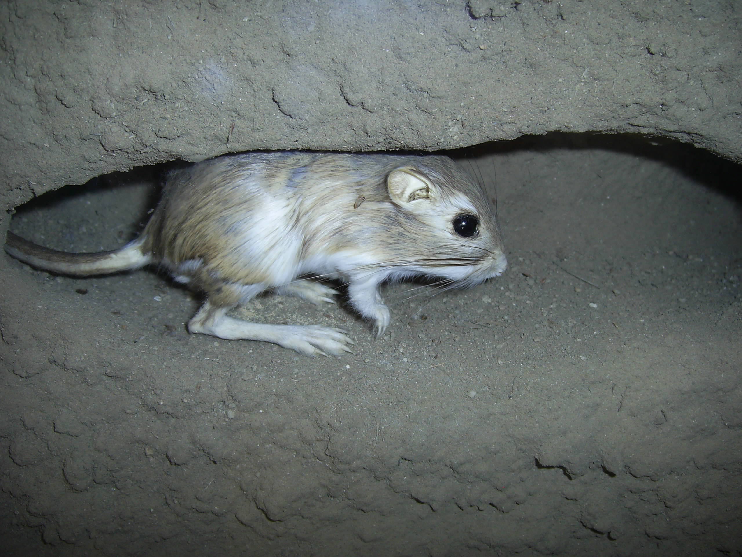 Kangaroo-Rat-Den.jpg