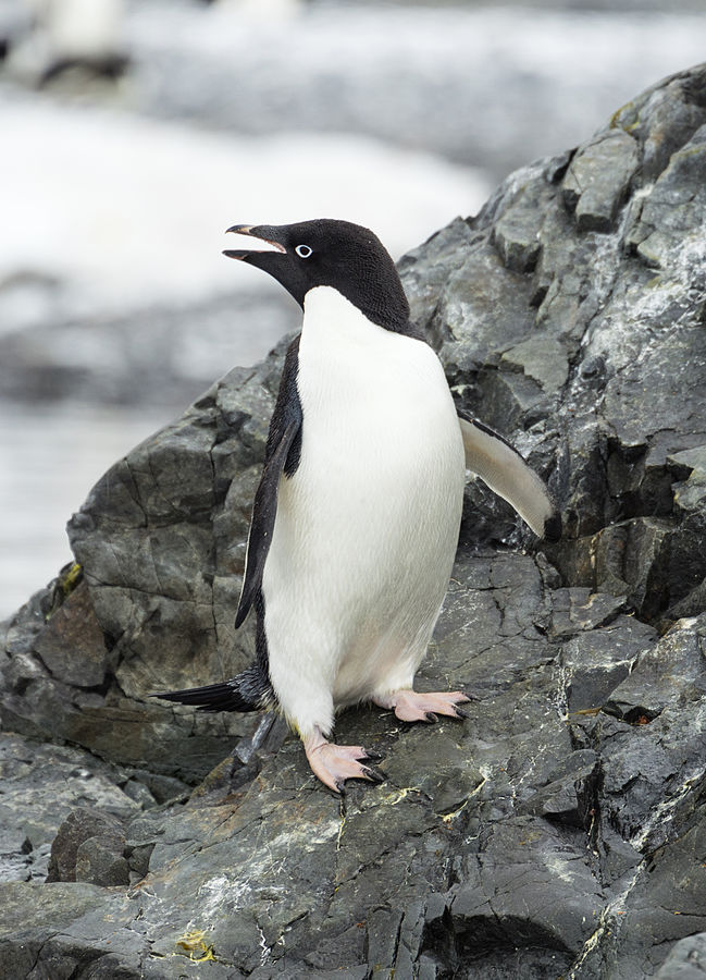 Hope Bay-Adélie penguin.jpg