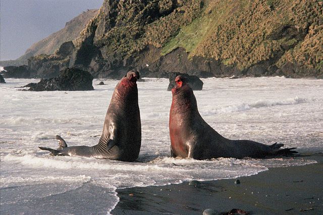 ElephantSeal fighting.jpg